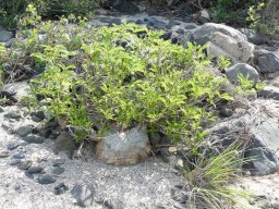 283106_10150265621069901_265072_n